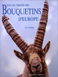 Bouquetins d'Europe