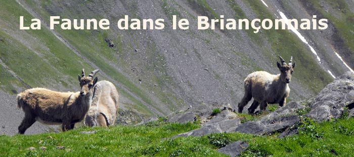 nature, environnement, flore des alpes, géologie du Briançonnais