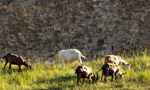 Elevage de chêvres dans les fossés de la Cité Vauban.