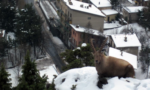 Un bouquetin à Briançon.