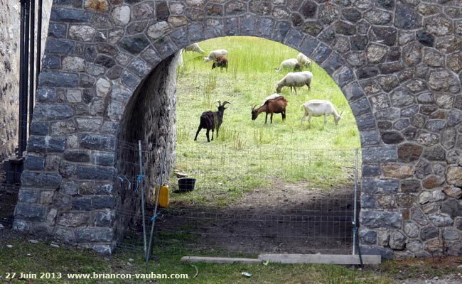 Dans les fossés sous la porte Dauphine de la Cité Vauban à briançon.