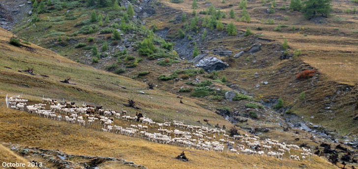 Moutons dans le vallon du Bouchet