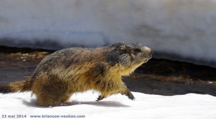 La marmotte