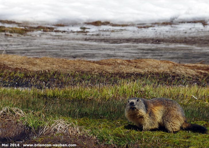 Marmotte de printemps