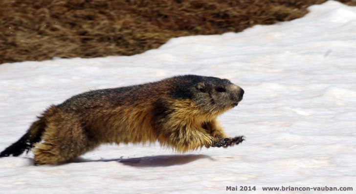 Marmotte de printemps