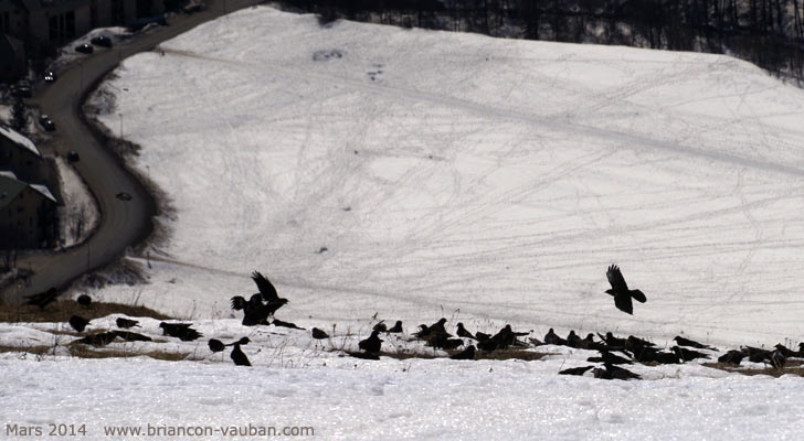 Des corbeaux au dessus de le Monêtier-les-Bains.
