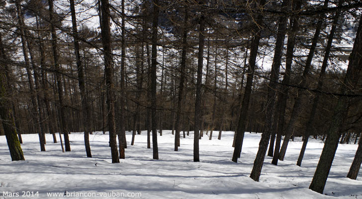 Une fôret de mélèzes.