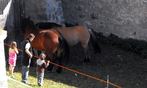 Chevaux dans les fossés de la citadelle Vauban.