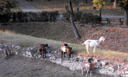 Des chévres sur les remparts de la citadelle Vauban de Briançon