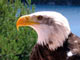 Aigle