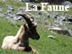 La Faune du Briançonnais