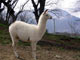 Randonn&eacute;e avec des lamas