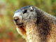Marmotte