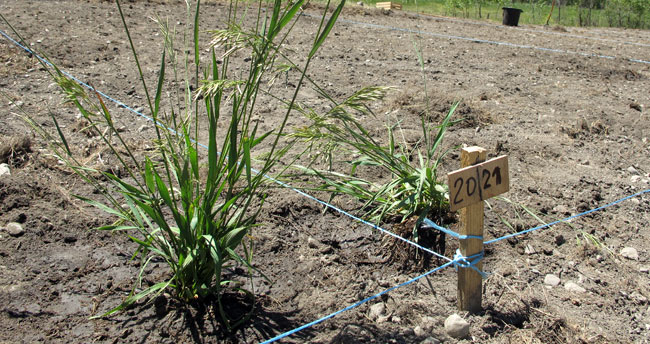 Les jardins familiaux à Briançon