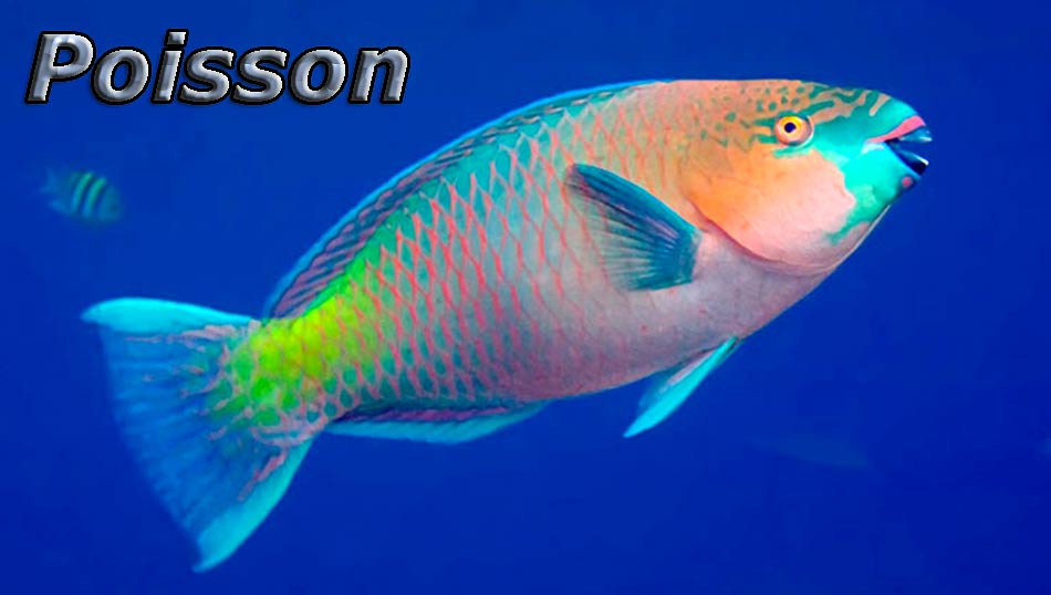 Signe du Poisson