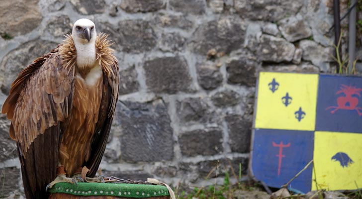 Valéry Marche et ses rapaces