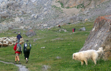 Patou du côté de L'Alp du Lauzet dans le Briançonnais