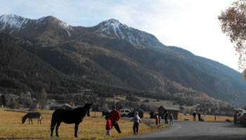 Des chevaux en vallée de la Clarées